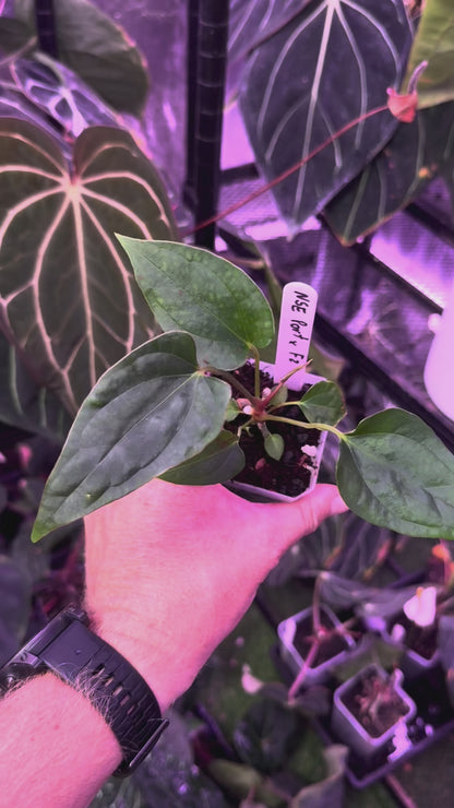 Anthurium portillae "NSE" x dressleri RG F2 0
