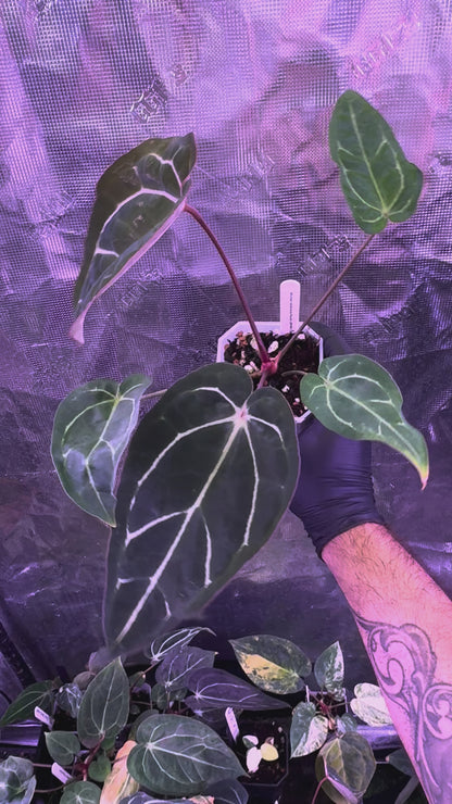 Anthurium (carlablackiae Round x GPH001) x Black Widow Michelle