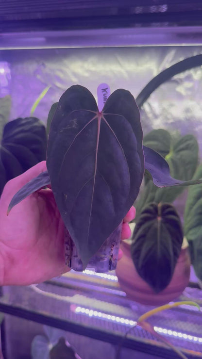 Anthurium (kunayalense x dress) x carlablackiae Buz1