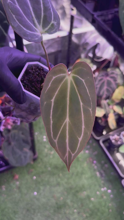 Anthurium Araña x  Tim Anderson ‘Stripey’