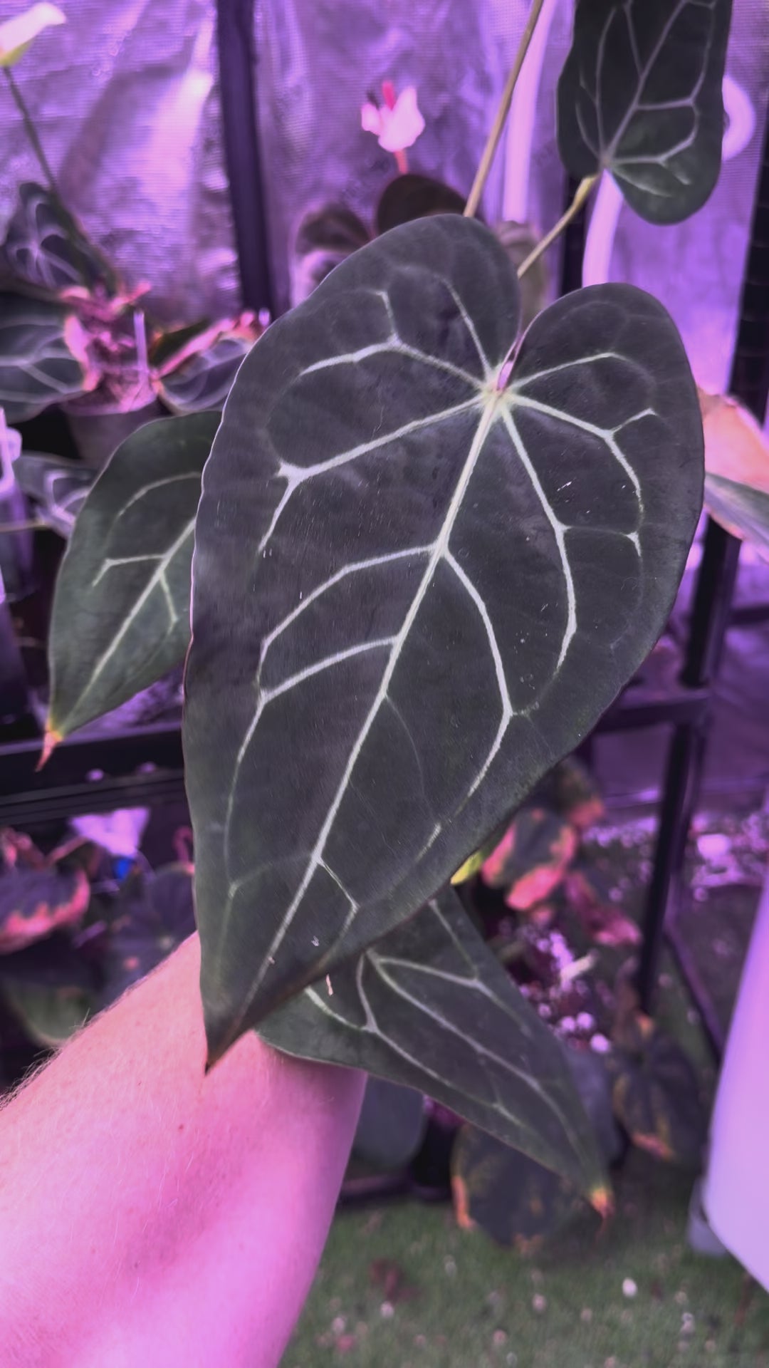 Anthurium carlablackie 'Round xGPH001' X Black Widow x Michelle 02