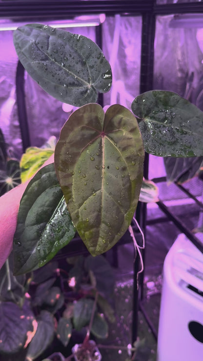 Anthurium "Udaka" x dressleri RG founder clone #2 03