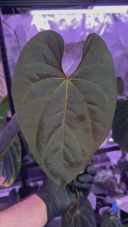 Anthurium (carlablackiae x luxurians) x (dressleri x carlablackiae)