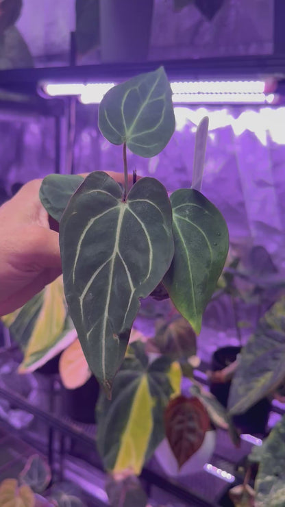 Anthurium carlablackiae OG4 x carla PM6