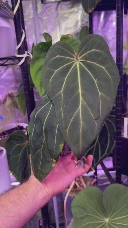 Anthurium Araña x Stripey