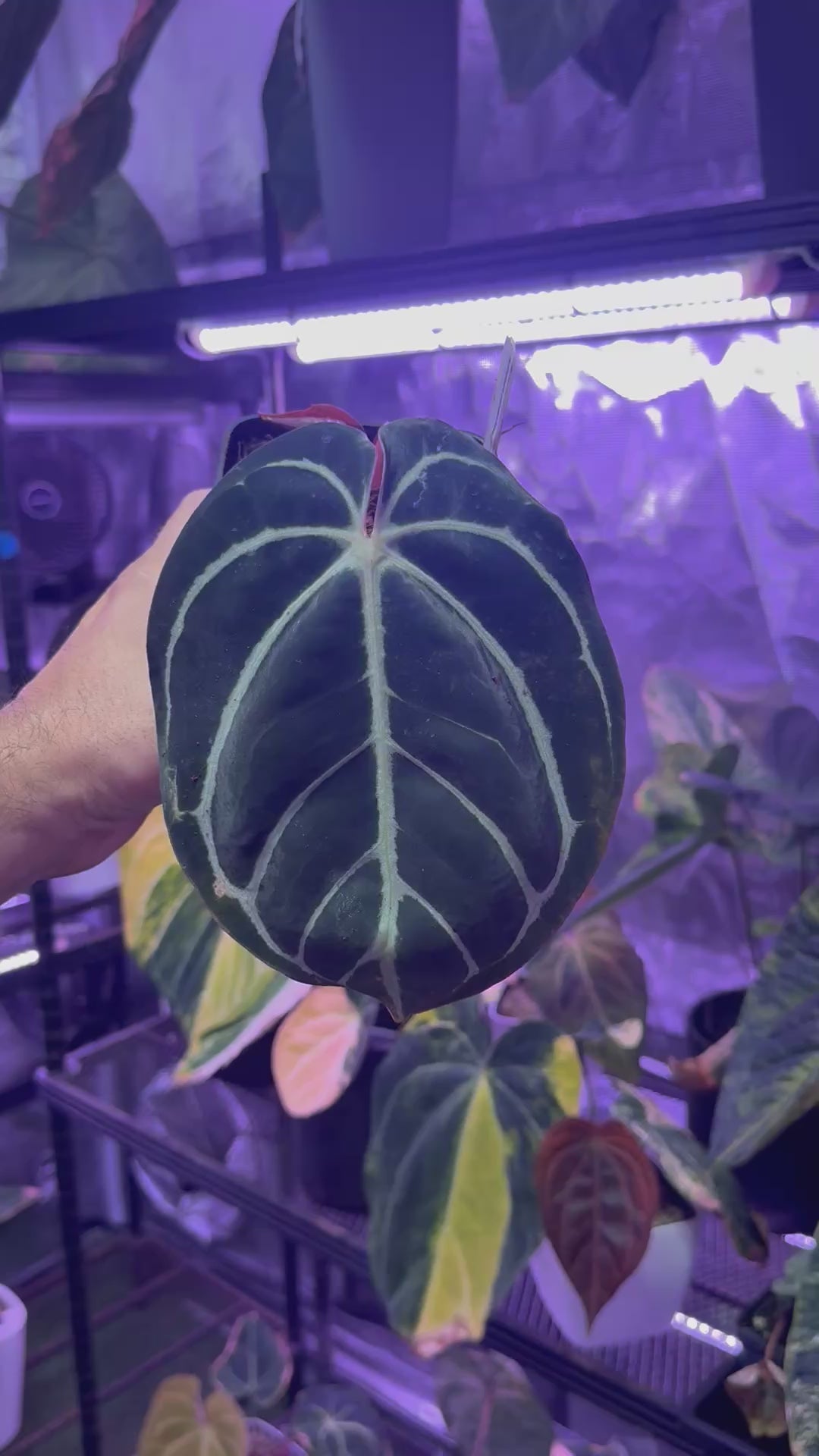 Anthurium carlablackiae OG1 x (RA 5x10)
