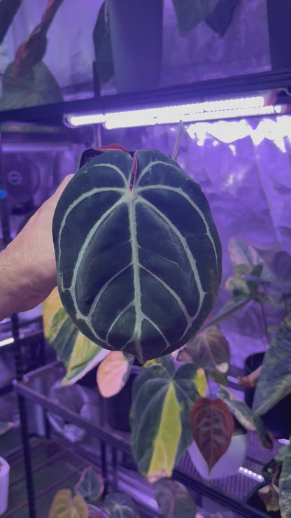 Anthurium carlablackiae OG1 x (RA 5x10)