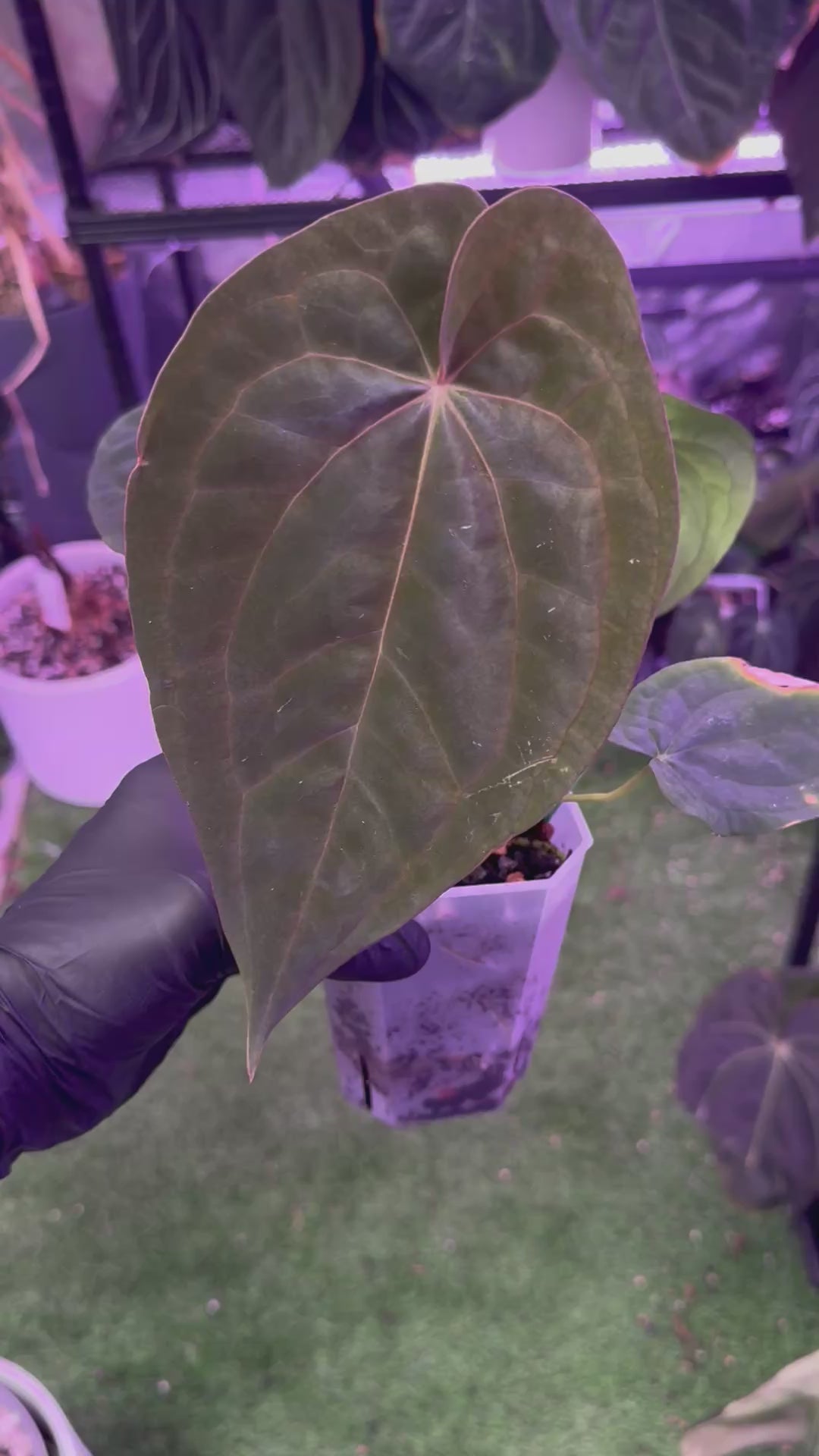 Anthurium DC ‘B’ x RVDP