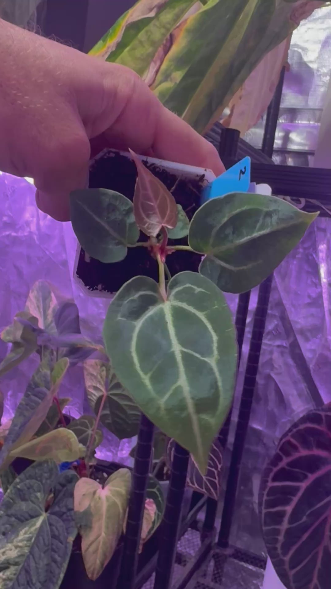 Anthurium Chocolate Crystal x Tezula Red Crystal