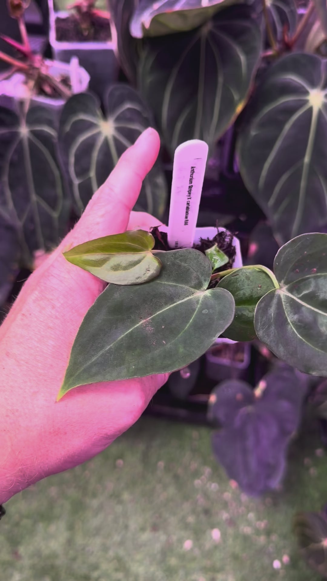 Anthurium ‘Stripey’ X carlablackiae ‘RA6’ 2