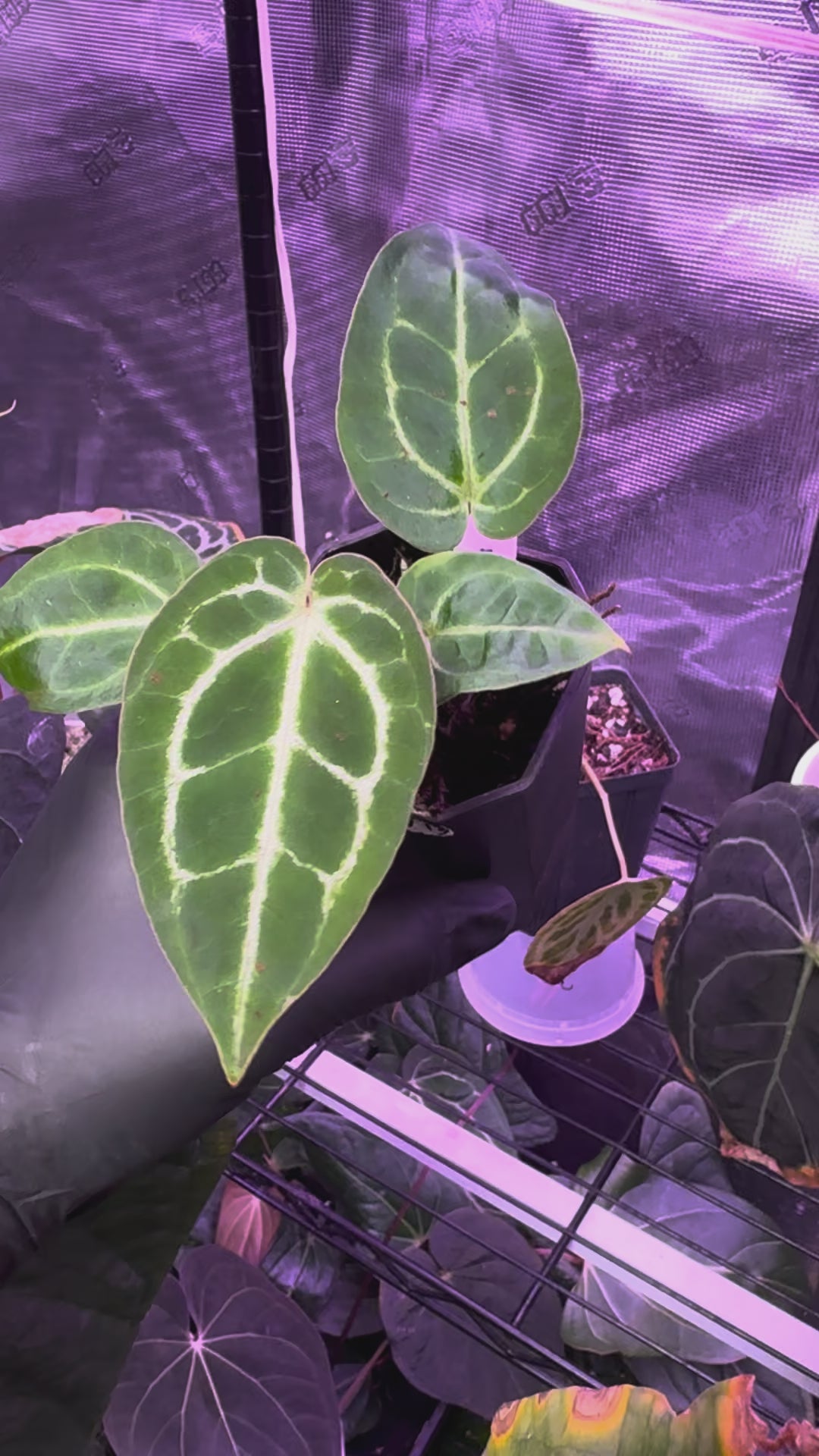 Anthurium (BVEP x Black Widow Michelle) x Black Widow Michelle