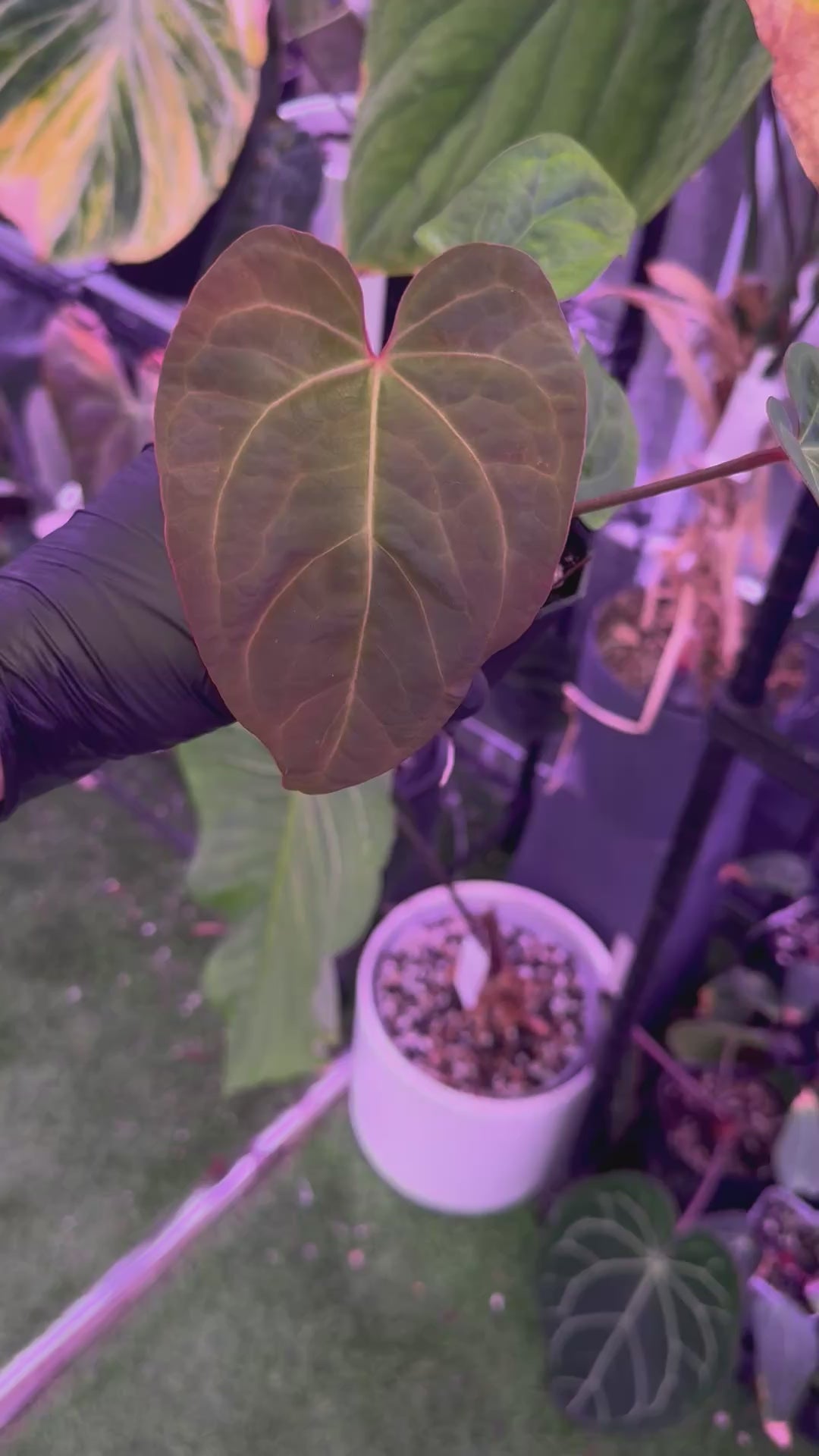 Anthurium Circus Peanuts x red crystal x kunayalense RA2