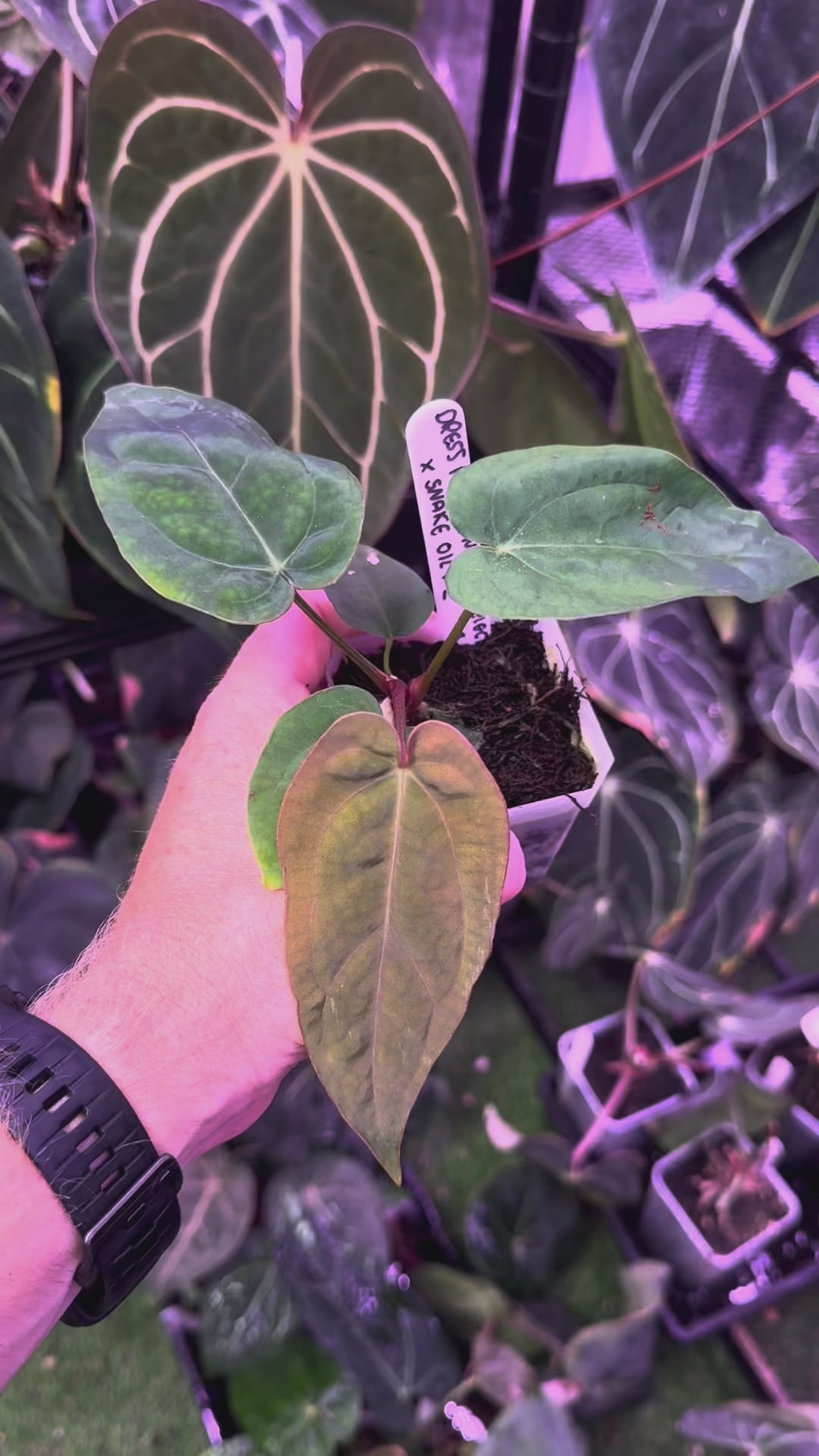Load video: Anthuirum dressleri RGf2 &quot;Justin&quot; x &quot;Snake Oil Buz 2&quot;
