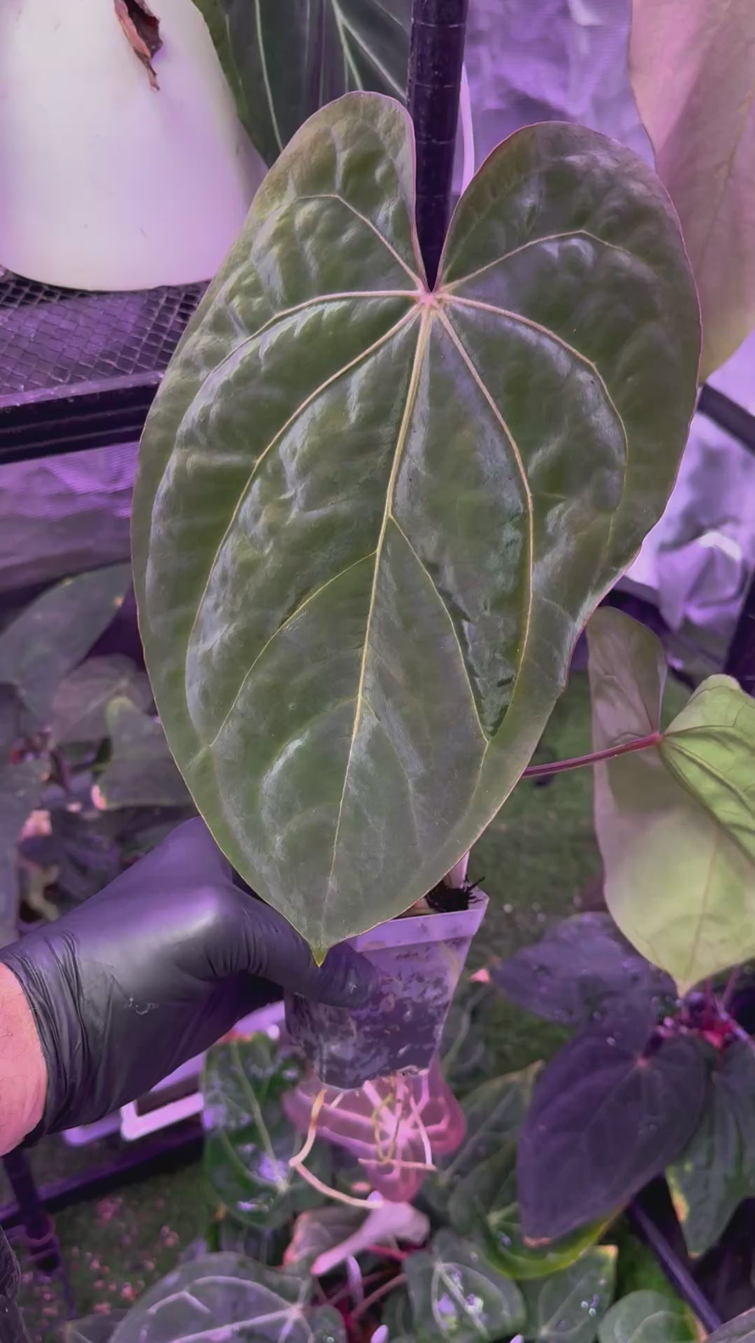 Anthurium Buz Bench Hybrid ((AOS x dressleri) x ?)