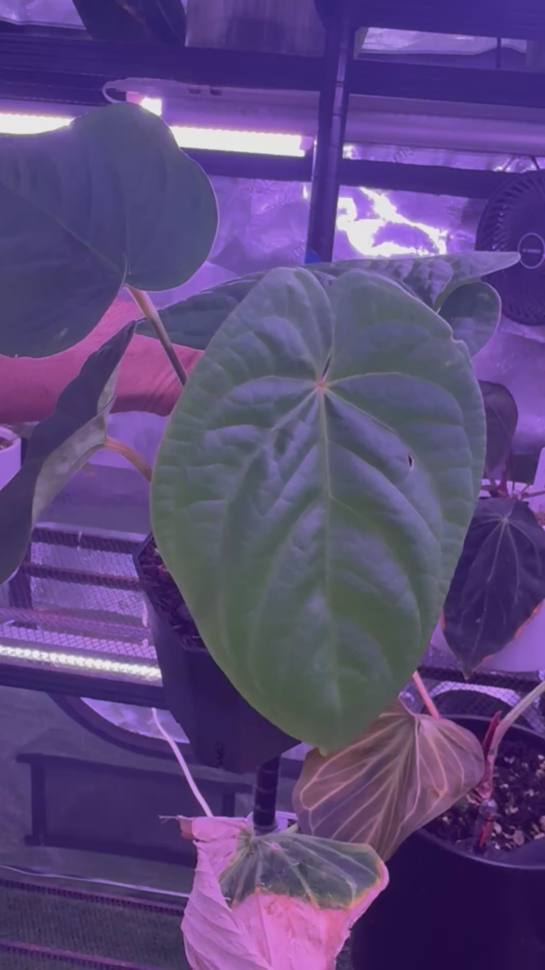 Anthurium Udaka x kunayalense RA2