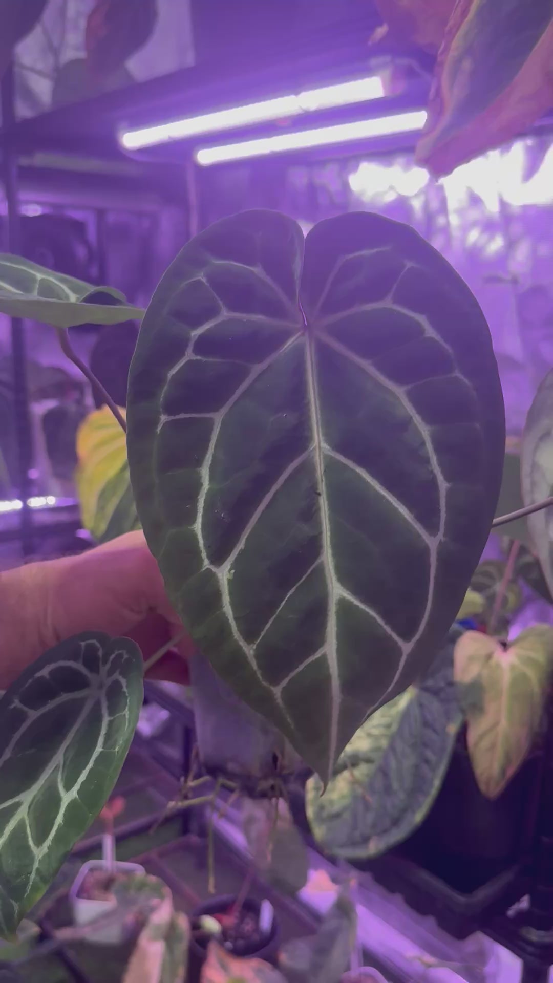 Anthurium Chocolate Crystal x “Black Widow x Michelle”