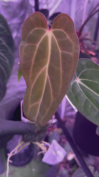 Anthurium carlablackiae Buz 1 x ( carla x nov. DF)