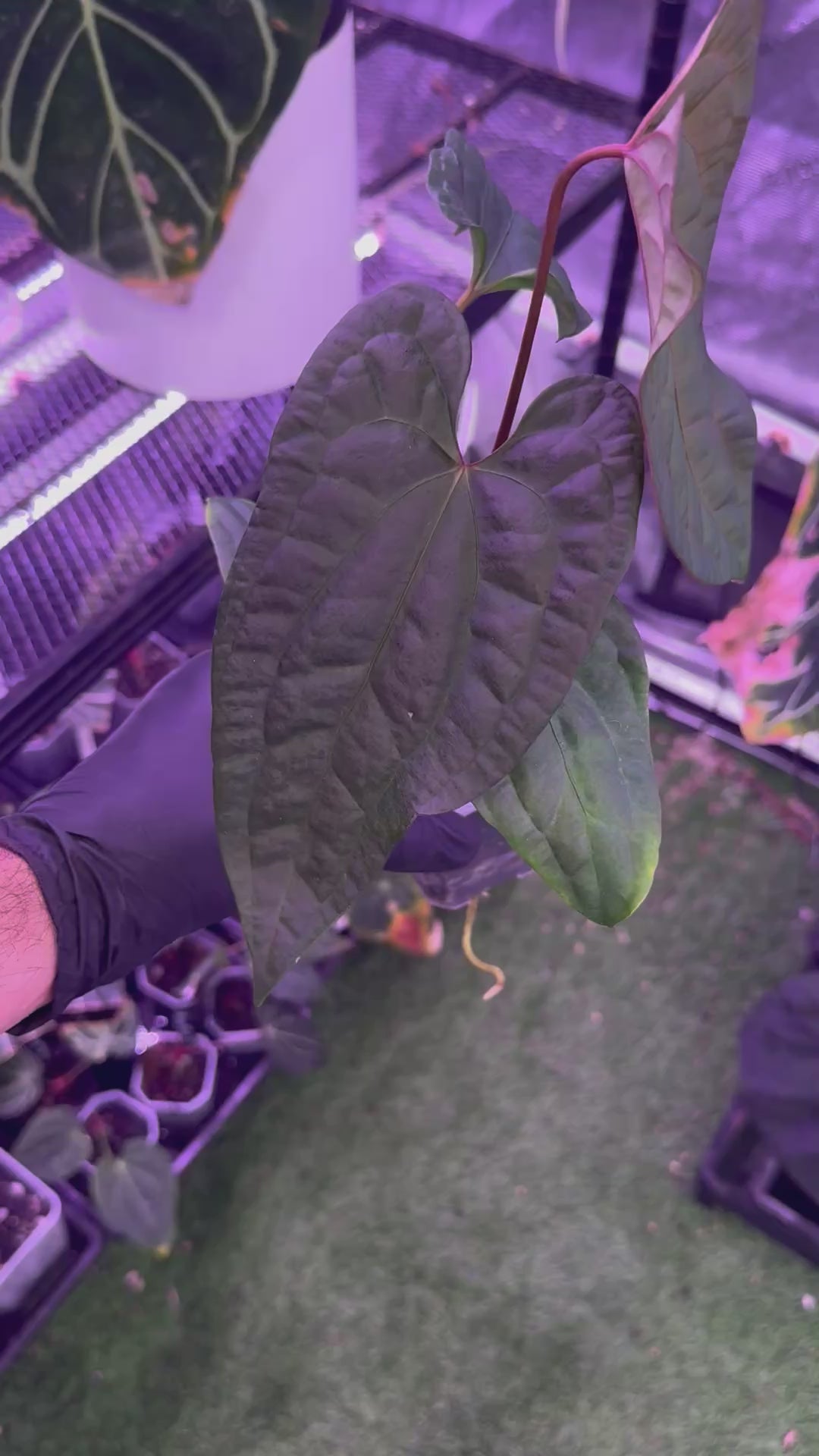 Anthurium (papillilaminum Ft. Sherman x debile) x ‘Red Vein Dark Phoenix’