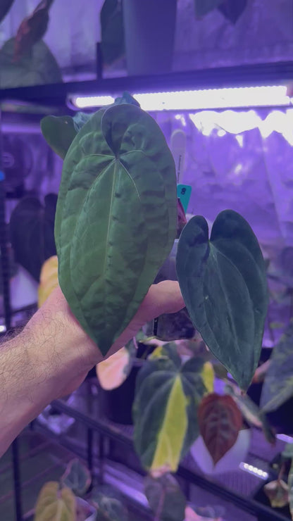 Anthurium dressleri RG F2 x PapX