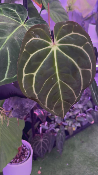 Anthurium carlablackiae OG4 xRA8 *flowering*