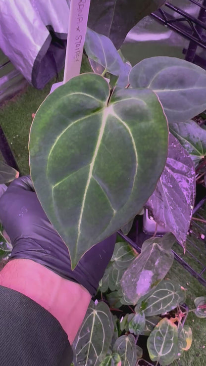 Anthurium Araña x Stripey
