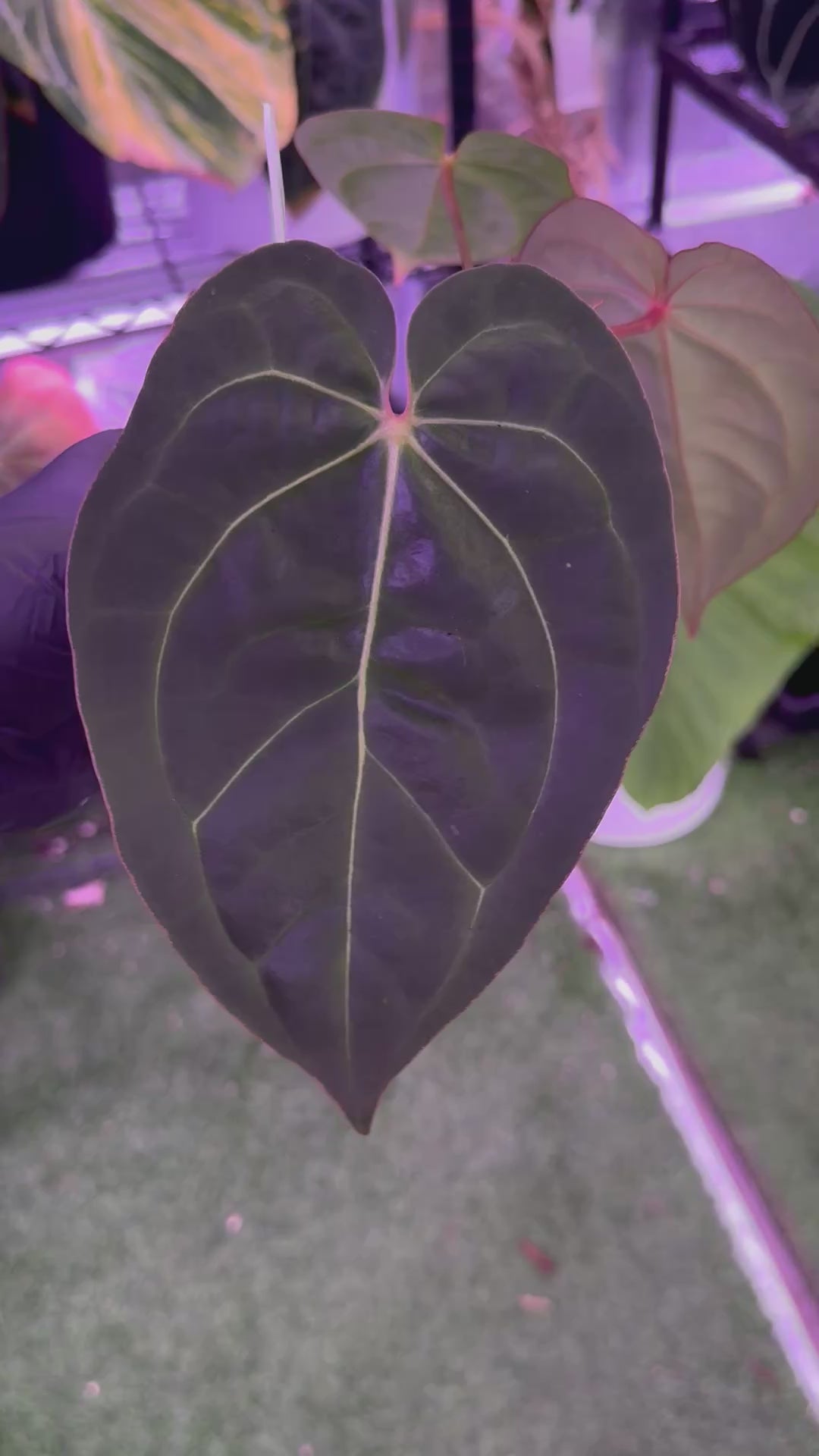 Anthurium Black Cherry x carlablackiae RA8
