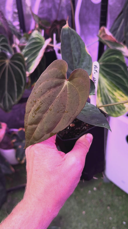 Pap "X" x (dressleri x carlablackiae) - non variegated