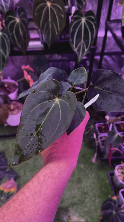 Anthurium (carlablackiae x luxurians) X (dressleri x carlablackiae) 2