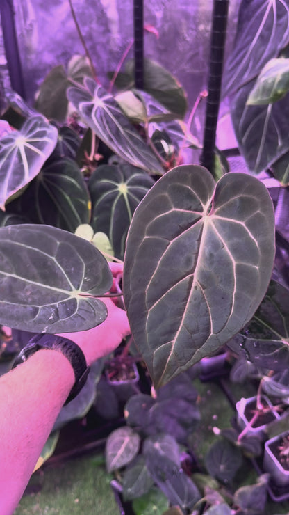 Anthurium carlablackie 'Round xGPH001' X Black Widow x Michelle 0