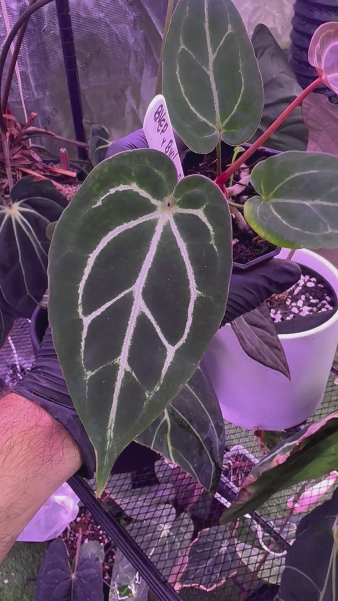 Anthurium (BVEP x Black Widow Michelle) x Black Widow Michelle