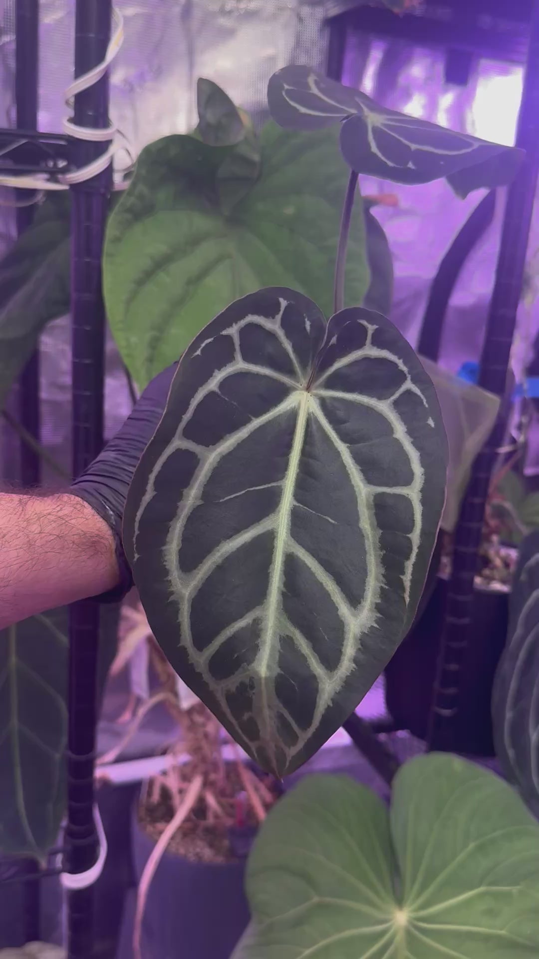 Load video: Anthurium carlablackiae (RA4 x RA1)x OG1