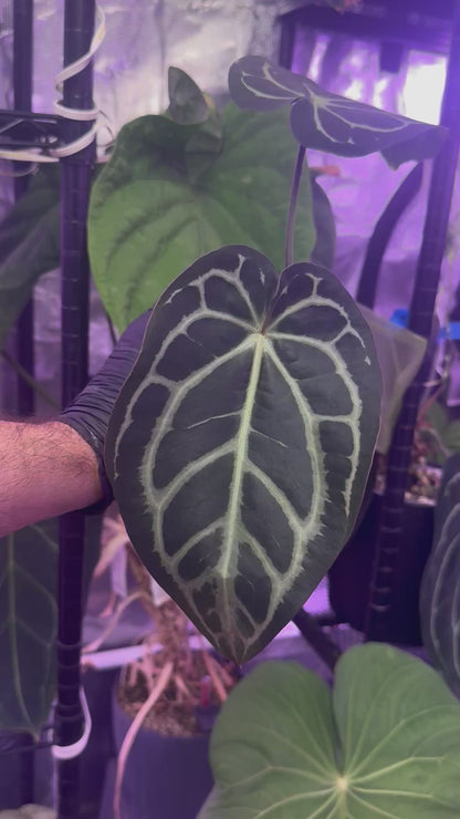 Anthurium carlablackiae (RA4 x RA1)x OG1