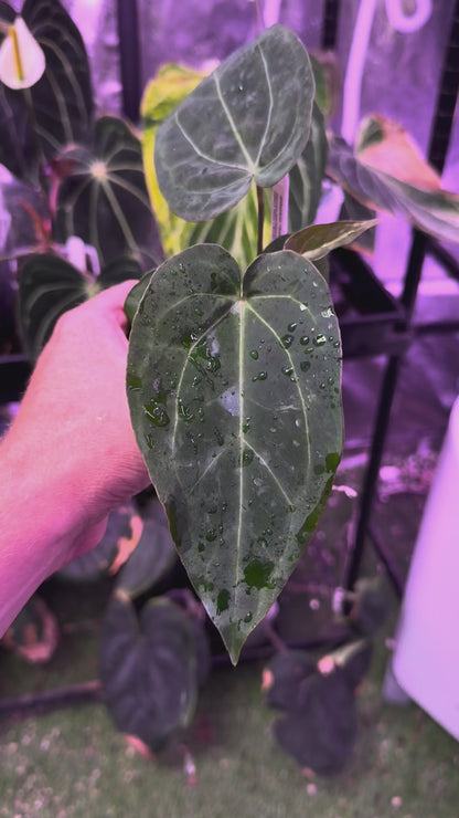 Anthurium Araña x BWMDB #1 - 01