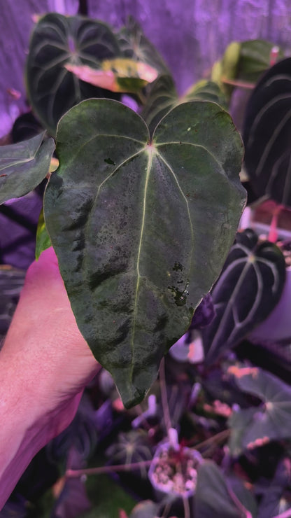 Anthurium carlablackiae 'District' X sp. nov. DF