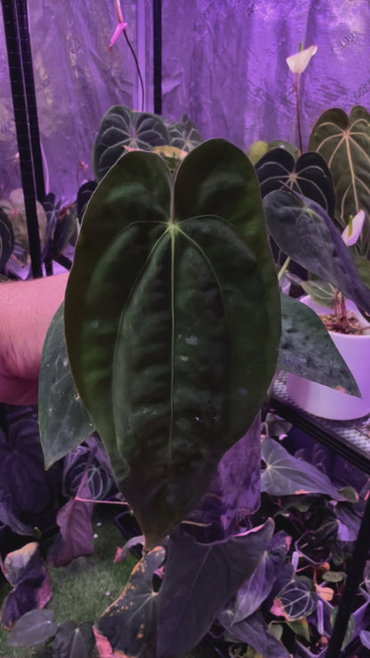 Anthurium papillilaminum RA5 clone