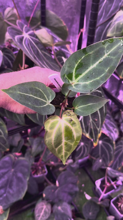 Anthurium Black Widow x Michelle X mag ‘Norte’ 0