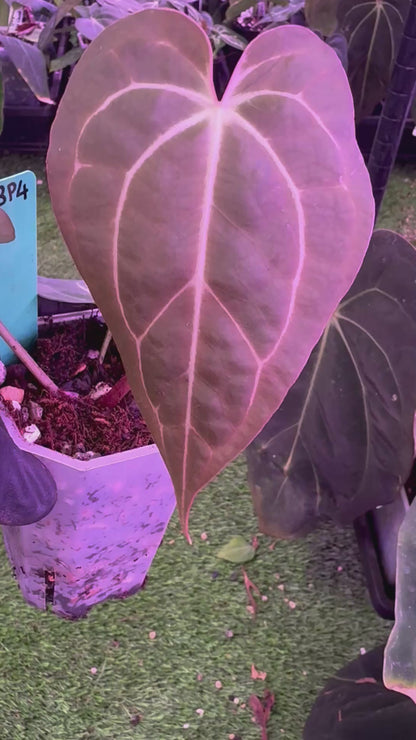 Anthurium (carlablackiae x Black Widow Michelle #2) x Stripey