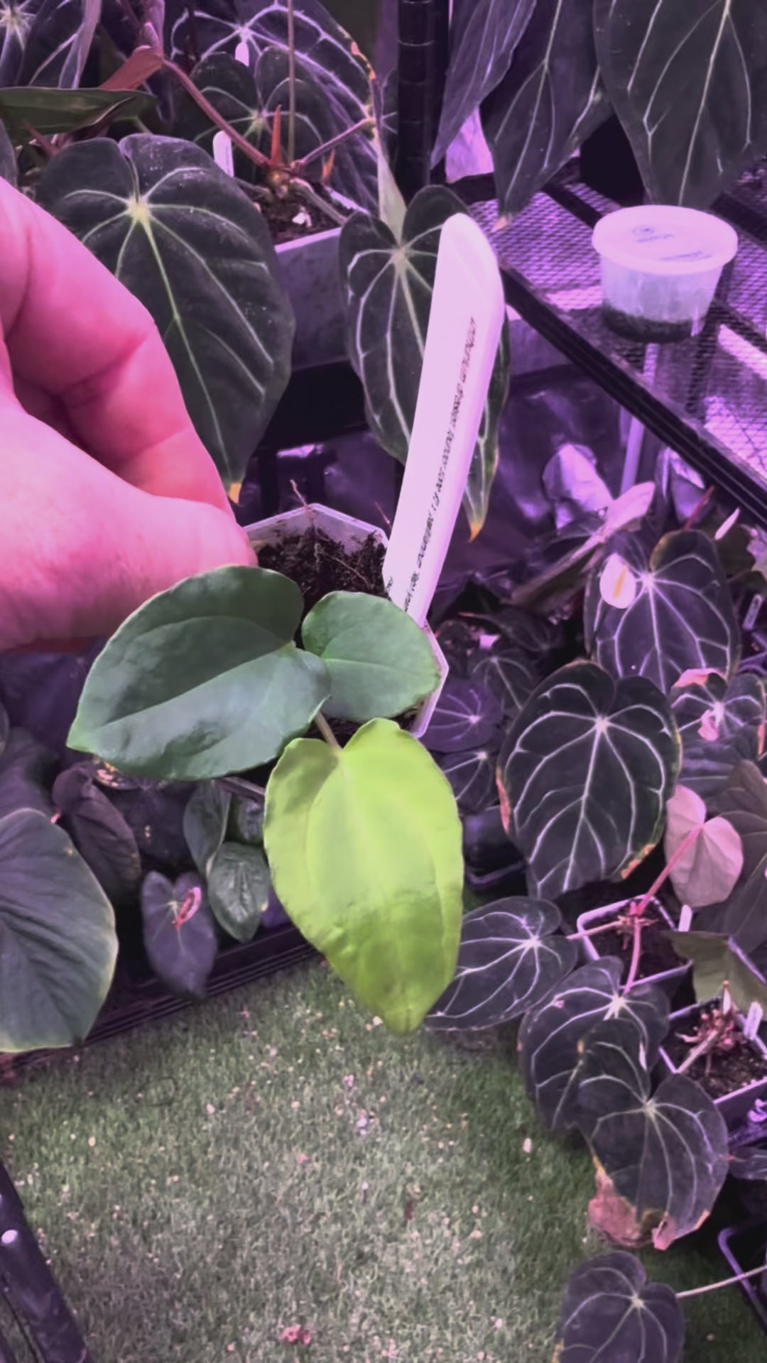 Anthurium dressleri RG Founder clone #2 x papillilaminum "Ralph Lynman" clone A