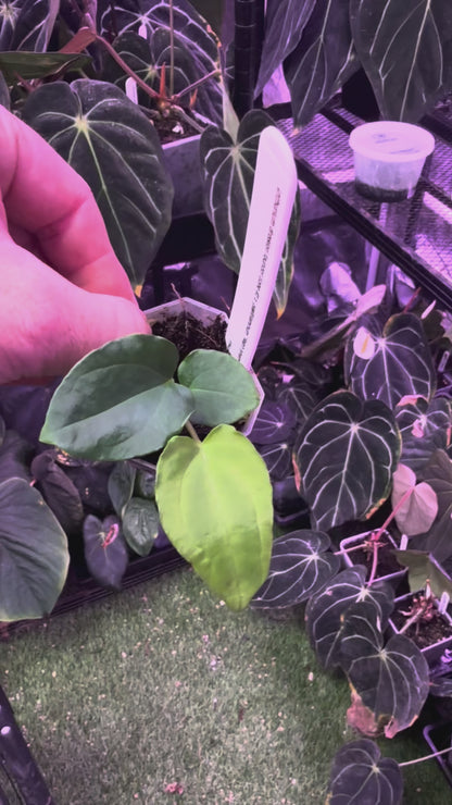 Anthurium dressleri RG Founder clone #2 x papillilaminum "Ralph Lynman" clone A