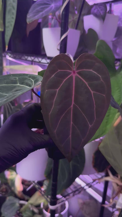 Anthurium (carlablackiae District x (Black Widow x Michelle) Buz2) x Tim Anderson Stripey