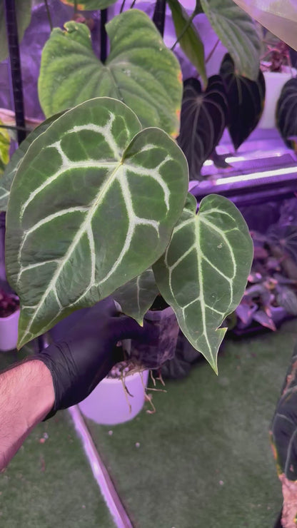 Anthurium Black Widow Michelle x mag ‘Norte’