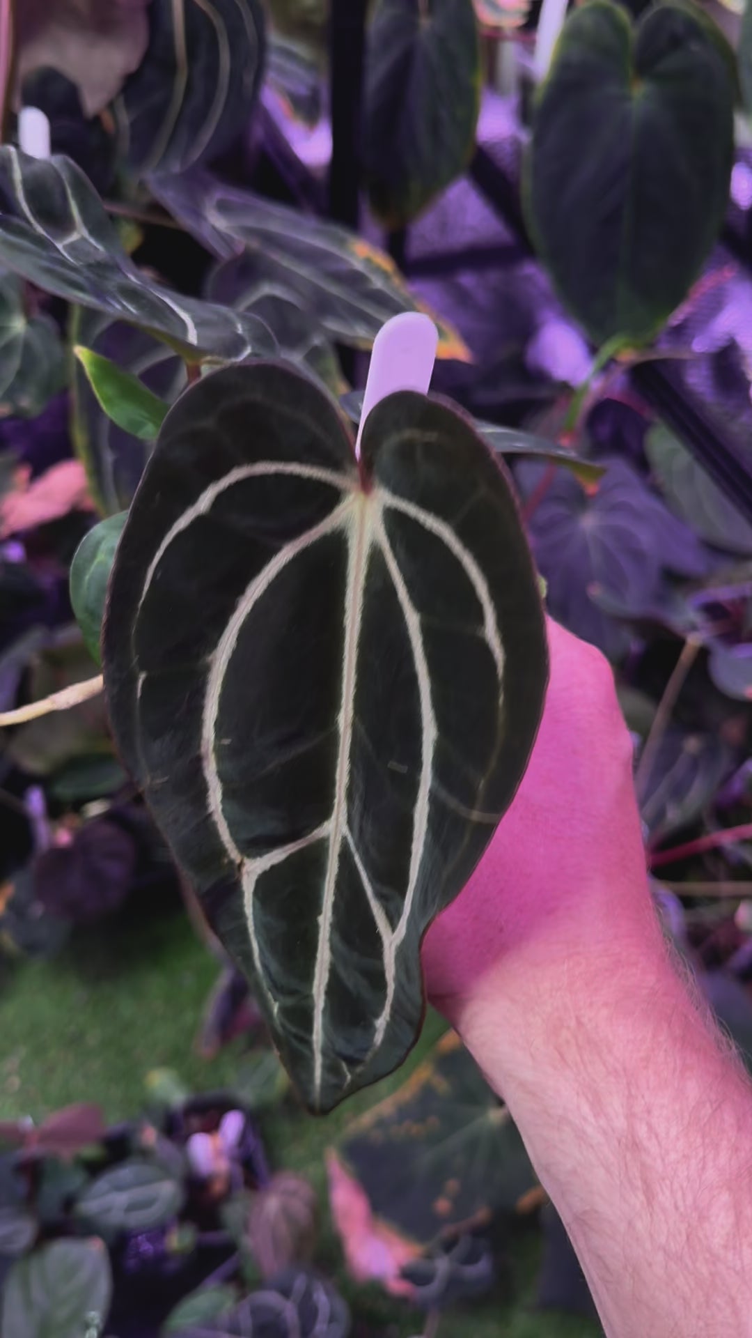 Anthurium carlablackiae RA4 x PM1 A