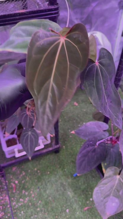 Anthurium carlablackiae Buz1 x RA8 x  rl clone