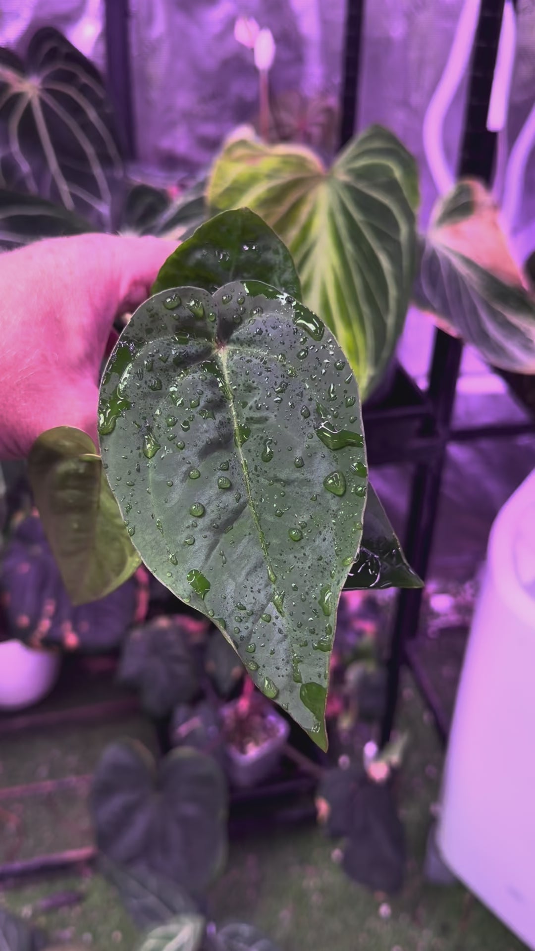 Anthurium "Udaka" x dressleri RG founder clone #2 01
