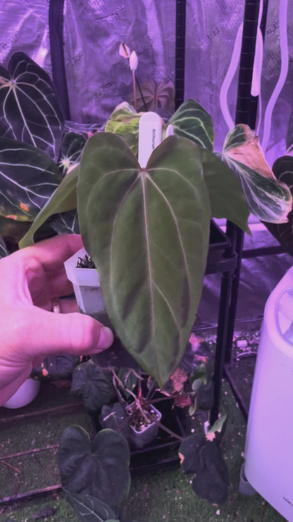 CaRL 2.0 - Anthurium carlablackiae “BUZ1 x RA8” X papillilaminum “Ralph Lyman” -