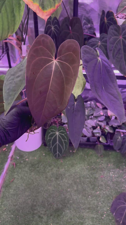 Anthurium (carlablackiae x luxurians) x D/C ‘B’