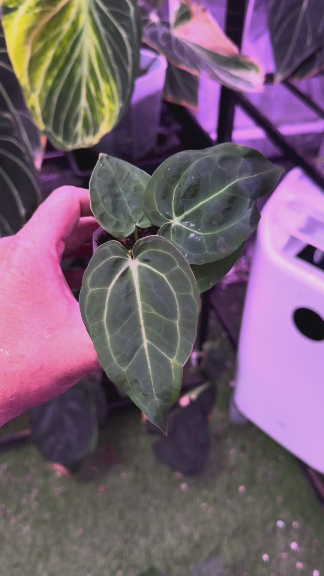Anthurium ‘Tim Anderson Stripey’ X carlablackiae ‘RA6’ 06