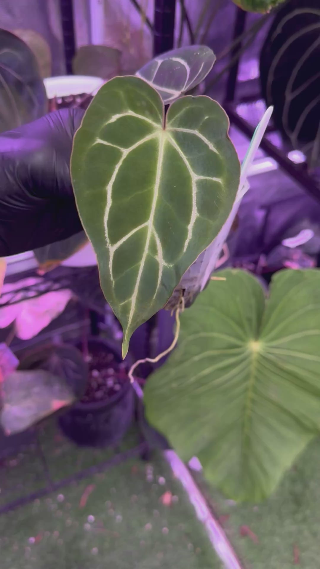 Anthurium (carlablackiae x Black Widow Michelle #2) x Stripey
