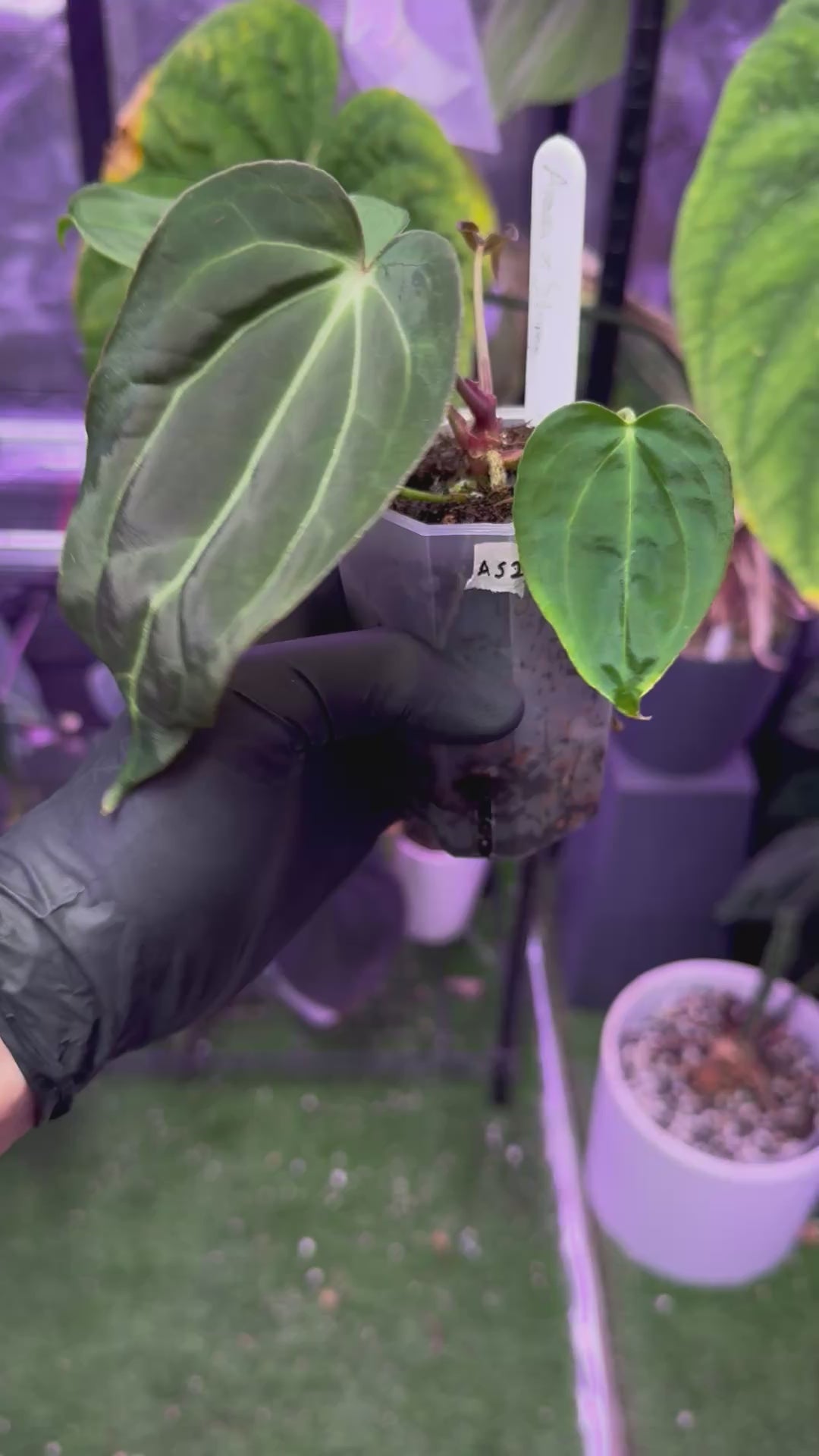 Anthurium Araña x Tim Anderson Stripey