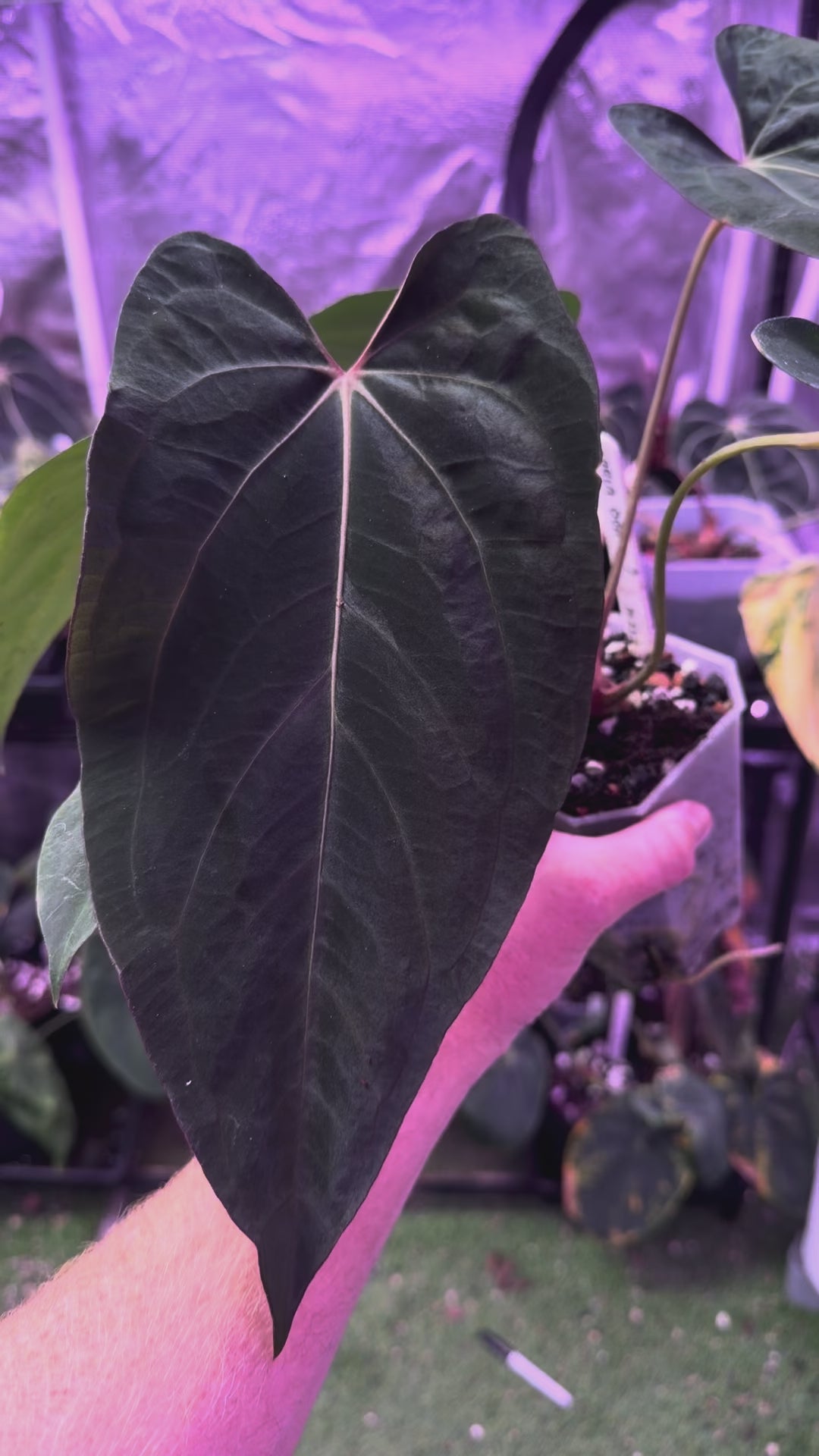 Anthurium carlablackiae OG1 x ? - 1